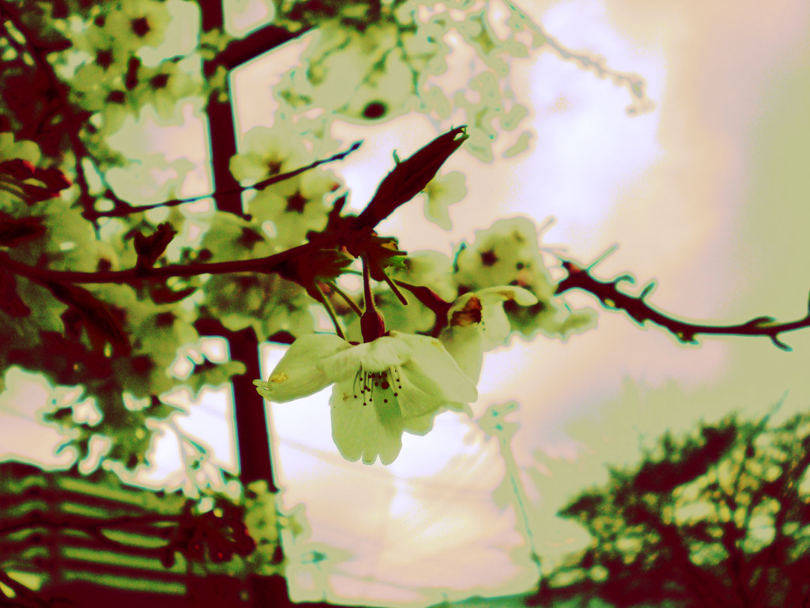 曇桜。